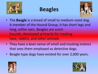 BeaglesThe Beagle is a breed of small to medium-sized dog. A member of the Hound Group, it has short legs and long, softer ears. Beagles are scent hounds, developed primarily for tracking hare, rabbits, and other animals.They have a keen sense of smell and tracking instinct that sees them employed as detective dogs.Beagle-type dogs have existed for over 2,000 years.