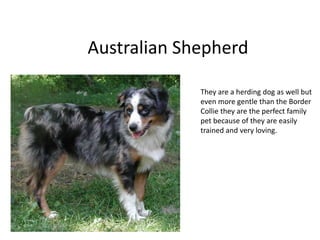 Australian Shepherd.They are a herding dog as well but even more gentle than the Border Collie they are the perfect family pet because of they are easily trained and very loving. 
