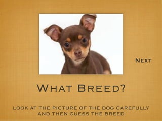 Next



      What Breed?
LOOK AT THE PICTURE OF THE DOG CAREFULLY
       AND THEN GUESS THE BREED
 