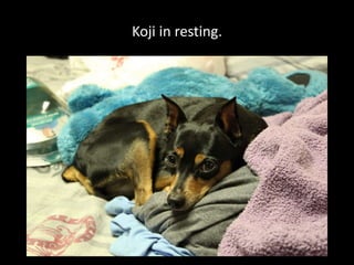 Koji in resting.
 