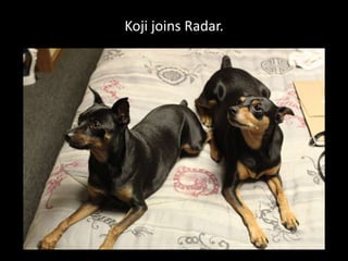 Koji joins Radar.
 