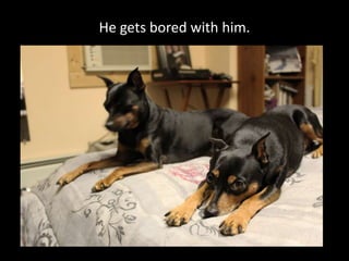 He gets bored with him.
 