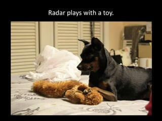Radar plays with a toy.
 