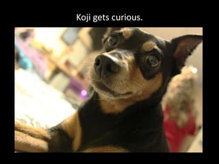 Koji gets curious.
 