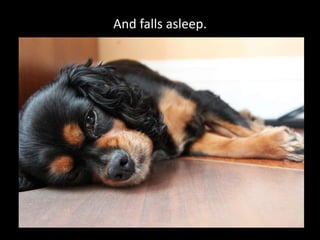 And falls asleep.
 