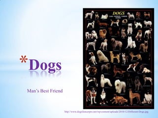 *Dogs
Man’s Best Friend



                    http://www.dogsilencerpro.net/wp-content/uploads/2010/12/Different-Dogs.jpg
 