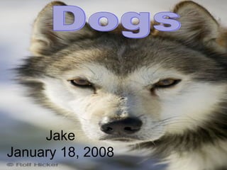 Jake January 18, 2008 Dogs 