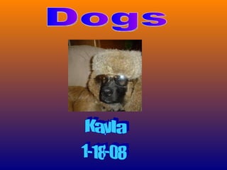 1-18-08 Dogs Kayla 