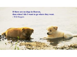 If there are no dogs in Heaven,  then when I die I want to go where they went. -  Will Rogers 