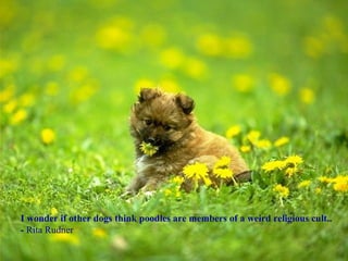 I wonder if other dogs think poodles are members of a weird religious cult.. -  Rita Rudner 