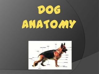 DOG
ANATOMY
 