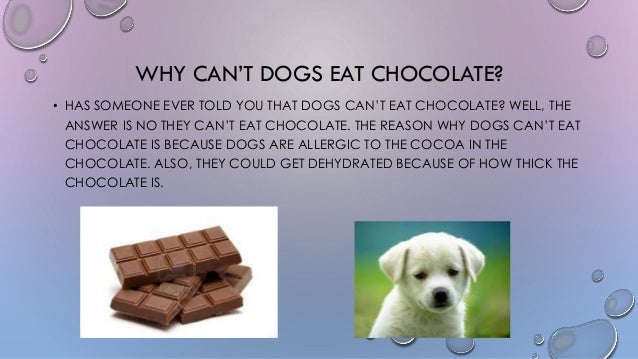 why dogs can t eat chocolate dogs why dogs can t eat chocolate dogs