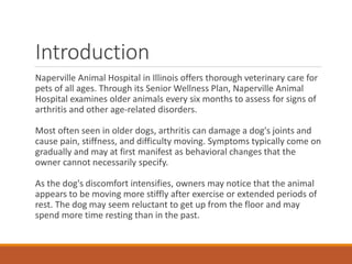 Photo inspiration: Fresh Look at Signs Of Arthritis In Dogs