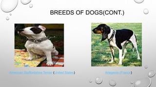 BREEDS OF DOGS(CONT.)
American Staffordshire Terrier (United States) Ariegeois (France)
 