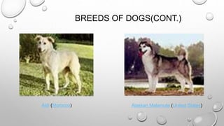 BREEDS OF DOGS(CONT.)
Aidi (Morocco) Alaskan Malamute (United States)
 