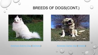 BREEDS OF DOGS(CONT.)
American Eskimo Dog (Germany) Armenian Gampr dog (Armenia)
 