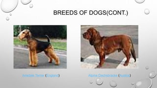 BREEDS OF DOGS(CONT.)
Airedale Terrier (England) Alpine Dachsbracke (Austria)
 
