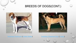 BREEDS OF DOGS(CONT.)
American Foxhound (United States) Anatolian Shepherd Dog (Turkey)
 