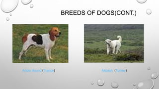 BREEDS OF DOGS(CONT.)
Artois Hound (France) Akbash (Turkey)
 