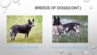 BREEDS OF DOGS(CONT.)
Australian Cattle Dog (Australia) American Hairless Terrier (United States)
 