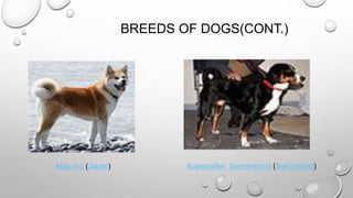 BREEDS OF DOGS(CONT.)
Akita Inu (Japan) Appenzeller Sennenhund (Switzerland)
 
