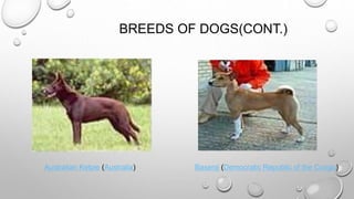 BREEDS OF DOGS(CONT.)
Australian Kelpie (Australia) Basenji (Democratic Republic of the Congo)
 