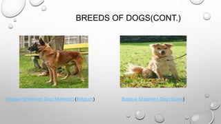 BREEDS OF DOGS(CONT.)
Belgian Shepherd Dog (Malinois) (Belgium) Basque Shepherd Dog (Spain)
 