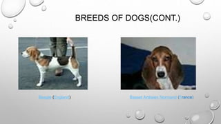 BREEDS OF DOGS(CONT.)
Beagle (England) Basset Artésien Normand (France)
 