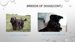 BREEDS OF DOGS(CONT.)
Bergamasco Shepherd (Italy) Black Norwegian Elkhound(Norway)
 