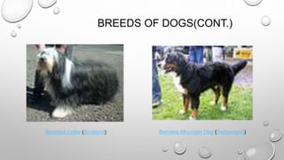 BREEDS OF DOGS(CONT.)
Bearded Collie (Scotland) Bernese Mountain Dog (Switzerland)
 