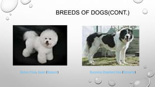 BREEDS OF DOGS(CONT.)
Bichon Frisé, Spain (Belgium) Bucovina Shepherd Dog (Romania)
 