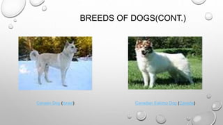BREEDS OF DOGS(CONT.)
Canaan Dog (Israel) Canadian Eskimo Dog (Canada)
 