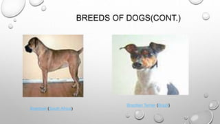 BREEDS OF DOGS(CONT.)
Boerboel (South Africa)
Brazilian Terrier (Brazil)
 