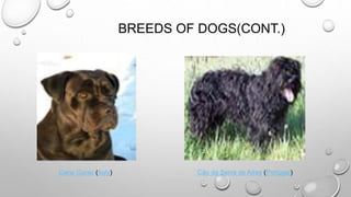 BREEDS OF DOGS(CONT.)
Cane Corso (Italy) Cão da Serra de Aires (Portugal)
 