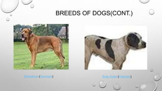 BREEDS OF DOGS(CONT.)
Broholmer (Denmark) Bully Kutta (Pakistan)
 