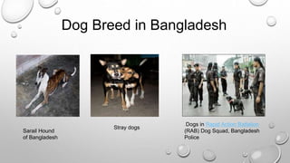 Dog Breed in Bangladesh
Sarail Hound
of Bangladesh
Stray dogs
. Dogs in Rapid Action Battalion
(RAB) Dog Squad, Bangladesh
Police
 