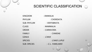 SCIENTIFIC CLASSIFICATION
KINGDOM : ANIMALIA
PHYLUM : CHORDATA
SUB-PHYLUM : VERTEBRATA
CLASS : MAMMALIA
ORDER : CARNIVORA
FAMILY : CANIDAE
GENUS : CANIS
SPECIES : CANIS LUPUS
SUB-SPECIES : C.L. FAMILIARIS
 