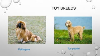 TOY BREEDS
Pekingese Toy poodle
 