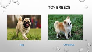 TOY BREEDS
Pug Chihuahua
 