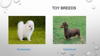 TOY BREEDS
Pomeranian Dachshund
 