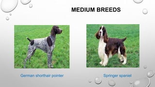 MEDIUM BREEDS
German shorthair pointer Springer spaniel
 