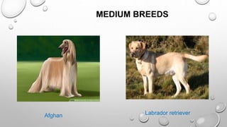MEDIUM BREEDS
Afghan Labrador retriever
 