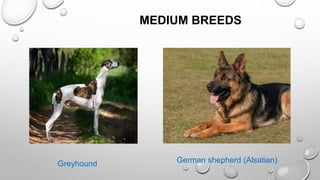 MEDIUM BREEDS
Greyhound German shepherd (Alsatian)
 