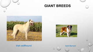 GIANT BREEDS
Irish wolfhound Saint Bernard
 