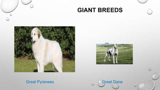 GIANT BREEDS
Great Pyrenees Great Dane
 