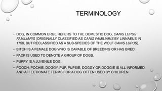 TERMINOLOGY
• DOG, IN COMMON URGE REFERS TO THE DOMESTIC DOG, CANIS LUPUS
FAMILIARIS (ORIGINALLY CLASSIFIED AS CANIS FAMILIARIS BY LINNAEUS IN
1758, BUT RECLASSIFIED AS A SUB-SPECIES OF THE WOLF CANIS LUPUS).
• BITCH IS A FEMALE DOG WHO IS CAPABLE OF BREEDING OR HAS BRED.
• PACK IS USED TO DENOTE A GROUP OF DOGS.
• PUPPY IS A JUVENILE DOG.
• POOCH, POCHIE, DOGGY, PUP, PUPSIE, DOGGY OR DOGGIE IS ALL INFORMED
AND AFFECTIONATE TERMS FOR A DOG OFTEN USED BY CHILDREN.
 