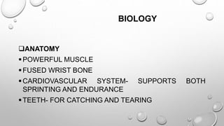 BIOLOGY
ANATOMY
POWERFUL MUSCLE
FUSED WRIST BONE
CARDIOVASCULAR SYSTEM- SUPPORTS BOTH
SPRINTING AND ENDURANCE
TEETH- FOR CATCHING AND TEARING
 