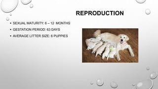 REPRODUCTION
 SEXUAL MATURITY: 6 – 12 MONTHS
 GESTATION PERIOD: 63 DAYS
 AVERAGE LITTER SIZE: 6 PUPPIES
 