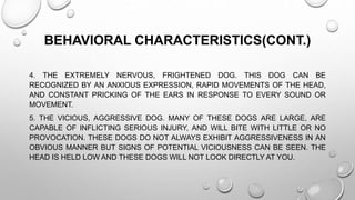 BEHAVIORAL CHARACTERISTICS(CONT.)
4. THE EXTREMELY NERVOUS, FRIGHTENED DOG. THIS DOG CAN BE
RECOGNIZED BY AN ANXIOUS EXPRESSION, RAPID MOVEMENTS OF THE HEAD,
AND CONSTANT PRICKING OF THE EARS IN RESPONSE TO EVERY SOUND OR
MOVEMENT.
5. THE VICIOUS, AGGRESSIVE DOG. MANY OF THESE DOGS ARE LARGE, ARE
CAPABLE OF INFLICTING SERIOUS INJURY, AND WILL BITE WITH LITTLE OR NO
PROVOCATION. THESE DOGS DO NOT ALWAYS EXHIBIT AGGRESSIVENESS IN AN
OBVIOUS MANNER BUT SIGNS OF POTENTIAL VICIOUSNESS CAN BE SEEN. THE
HEAD IS HELD LOW AND THESE DOGS WILL NOT LOOK DIRECTLY AT YOU.
 