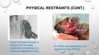 PHYSICAL RESTRAINTS (CONT.)
Leash threaded through a
hinged door to safely
administer a sedative to a
vicious or aggressive dog.
An officer was attacked by an
aggressive dog (Pitbull).
 